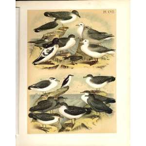   13 Fulmar Petrel Studer Jasper Birds Of America 1878