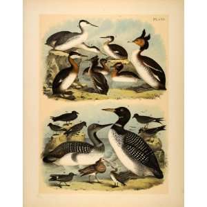  1881 Chromolithograph Birds Grebes Loon Petrels Diver 