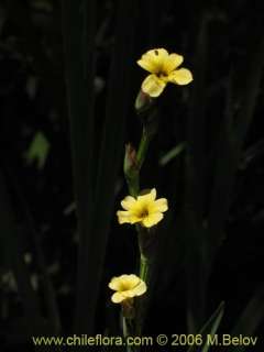 Image of Sisyrinchium striatum (Huilmo amarillo / Ñuño)