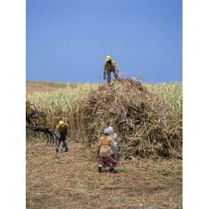  Harvesting Sugar Cane, Mauritius, Indian Ocean, Africa 