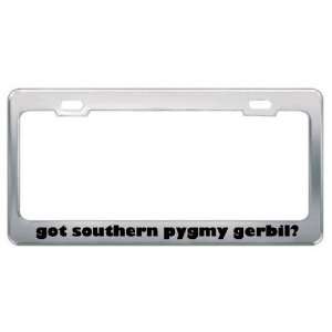 Got Southern Pygmy Gerbil? Animals Pets Metal License Plate Frame 