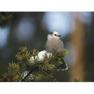  A Gray Jay, Also Known as a Canada Jay, Sits on a Pine 