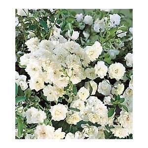  Garden Ease Crystal Fairy Groundcover Rose, Set of 3 