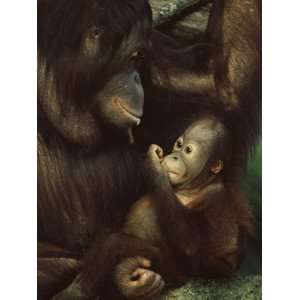  Orang Utan Mother and Baby, Pongo Pygamaeus, in Captivity 