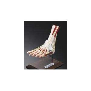 Articulated Foot and Ankle Bone Joint Professional Model LEFT  