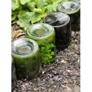 Ferns Naturalised Inside Upturned Bottles Used as Path Edging Feature 