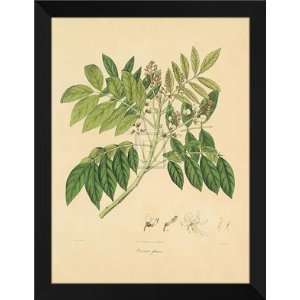  Wallich FRAMED 28x36 Unpublished East Indian Plants II 