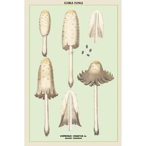  Edible Fungi Shaggy Coprinus by Unknown 12x18 Kitchen 
