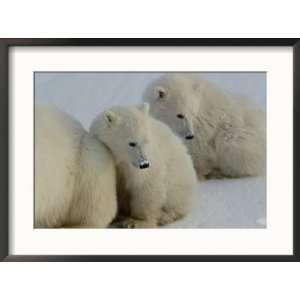  Two polar bear cubs huddle behind their mother Animals 