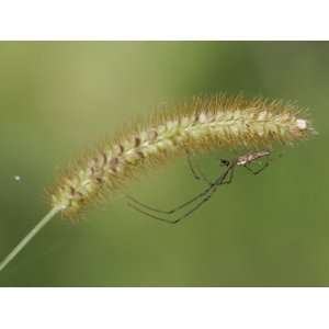 Long Jawed Orb Weaver Spider (Tetragnatha Straminea) Photographic 