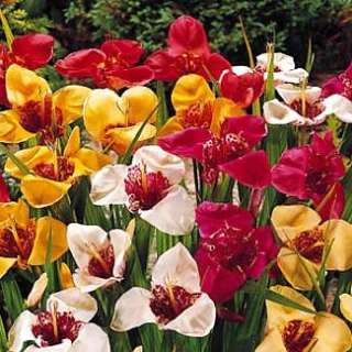 Mexican Shell Flower 15 Bulbs   Tigridia   Mixed Color  