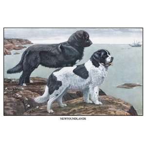 Two Newfoundlands by Louis Agassil Fuertes 18x12  Kitchen 