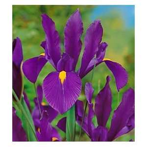  15 Iris   Dutch   Purple Sensation bulbs Patio, Lawn 