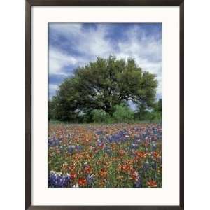  Paintbrush and Bluebonnets and Live Oak Tree, Marble Falls 