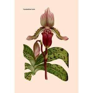  Vintage Art Orchid Cypripedium Lucie   07924 x
