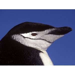South Shetland Island, Aitcho Island, Chinstrap Penguin, Antarctica 