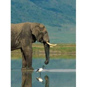 With a Sacred Ibis Beside Him, an African Elephant Drinks from a Pond 