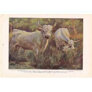   Bull Cadzow Cow   Cattle of the World Edward Herbert Miner Vintage Cow