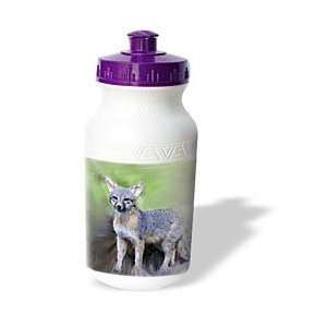 Wild animals   Gray Fox   Water Bottles