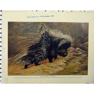  1926 Common Porcupine Beaver Animals Natural History