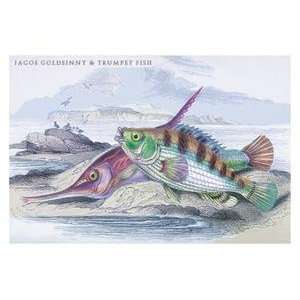   Vintage Art Tagos Goldsinny and Trumpet Fish   09303 x