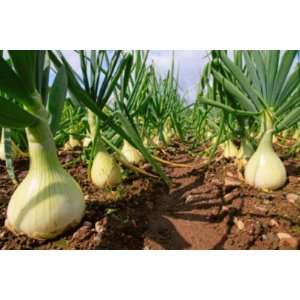  100 Heirloom Barletta Onion 