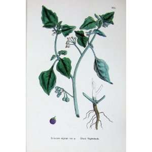  Botany Plants C1902 Black Nightshade Solanum Nigrum