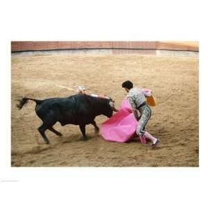 Matador fighting a bull, Plaza de Toros, Ronda, Spain Poster (24.00 x 