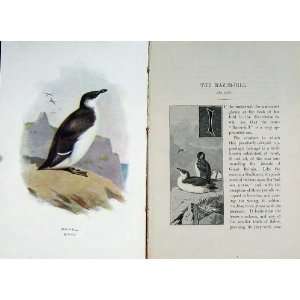   1901 Swaysland Wild Birds Razor Bill Alea Torda Colour