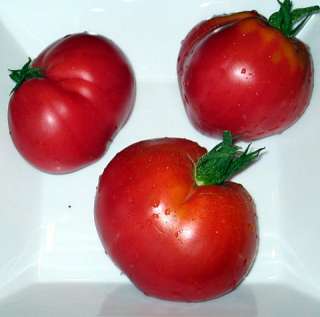 Anna Russian Oxheart Tomato   4 Plants   Heirloom  