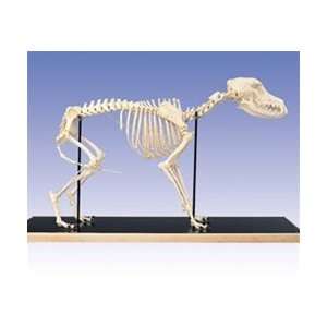  Dog Skeleton (Canis Domesticus)