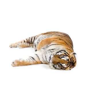  Tigre Couché   Peel and Stick Wall Decal by Wallmonkeys 