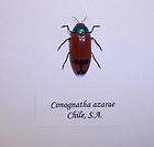 Rare Jewel beetle Chrysochroa corbetti Buprestidae 40mm  