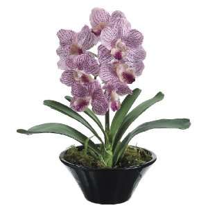  Set of 6   14 Vanda Orchid Plant in Ceramic Pot Two Tone 