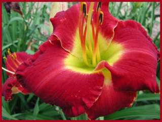 MISSISSIPPI RED BED BEAUTY DF B9A Carpenter,J   DAYLILY  
