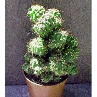  Ming Thing Cactus   Crested Cereus   Bizarre and Easy 