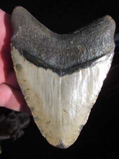MEGALODON SHARK Tooth Fossil Teeth ATLANTIC USA  