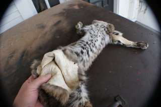 nice Bobcat w/ ft clws super nice spots hide/skin wild fur 