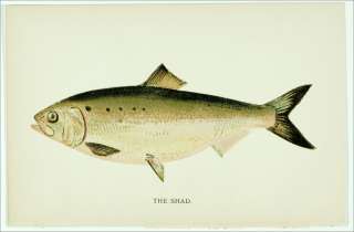 1896 Antique SHAD Denton Fish Print  