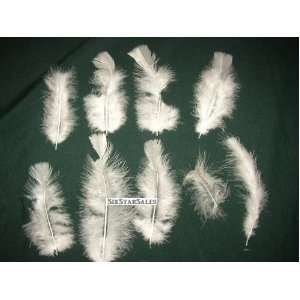   Arrangement fillers  Snow White Turkey Feathers 75/100 Pcs. 3 5 Long