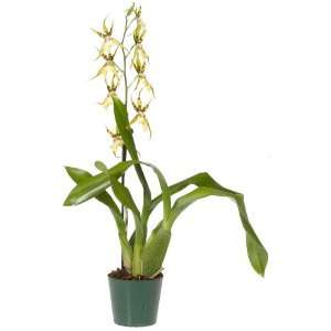   Intergeneric Orchid, Oncidium Hybrid, Brassia Patio, Lawn & Garden