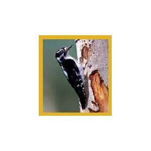  New Magnetic Bookmark Downy Woodpecker High Quality Modern 