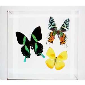 Green Swallowtail, Sunset Moth & Orange Barred Sulphur Butterflies   8 
