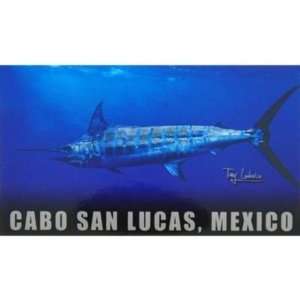  Pelagic Magnet   Cabo San Lucas, Mexico   Marlin Sports 