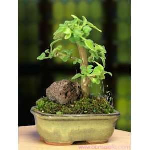 Stocky Trunk Miniature Bonsai   A Cool Looking Exotic Desktop Bonsai