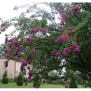  CRAPEMYRTLE CATAWBA / 3 gallon Potted Patio, Lawn 