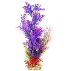 Top Quality Zan Blue / Purple Hygrophilia Plant 15