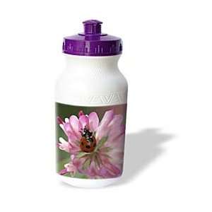  Jackie Popp Wildlife N Nature insects   lady bug   Water 