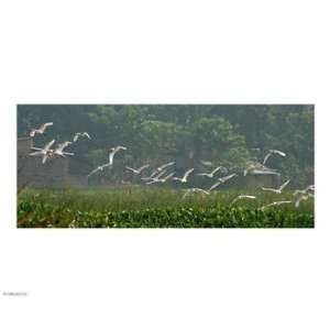  Liebermans PPBPVP0715 Cattle Egrets 10.00 x 8.00 Poster 