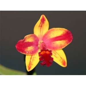 Slc. Barefoot Mailman cattleya orchid Grocery & Gourmet Food
